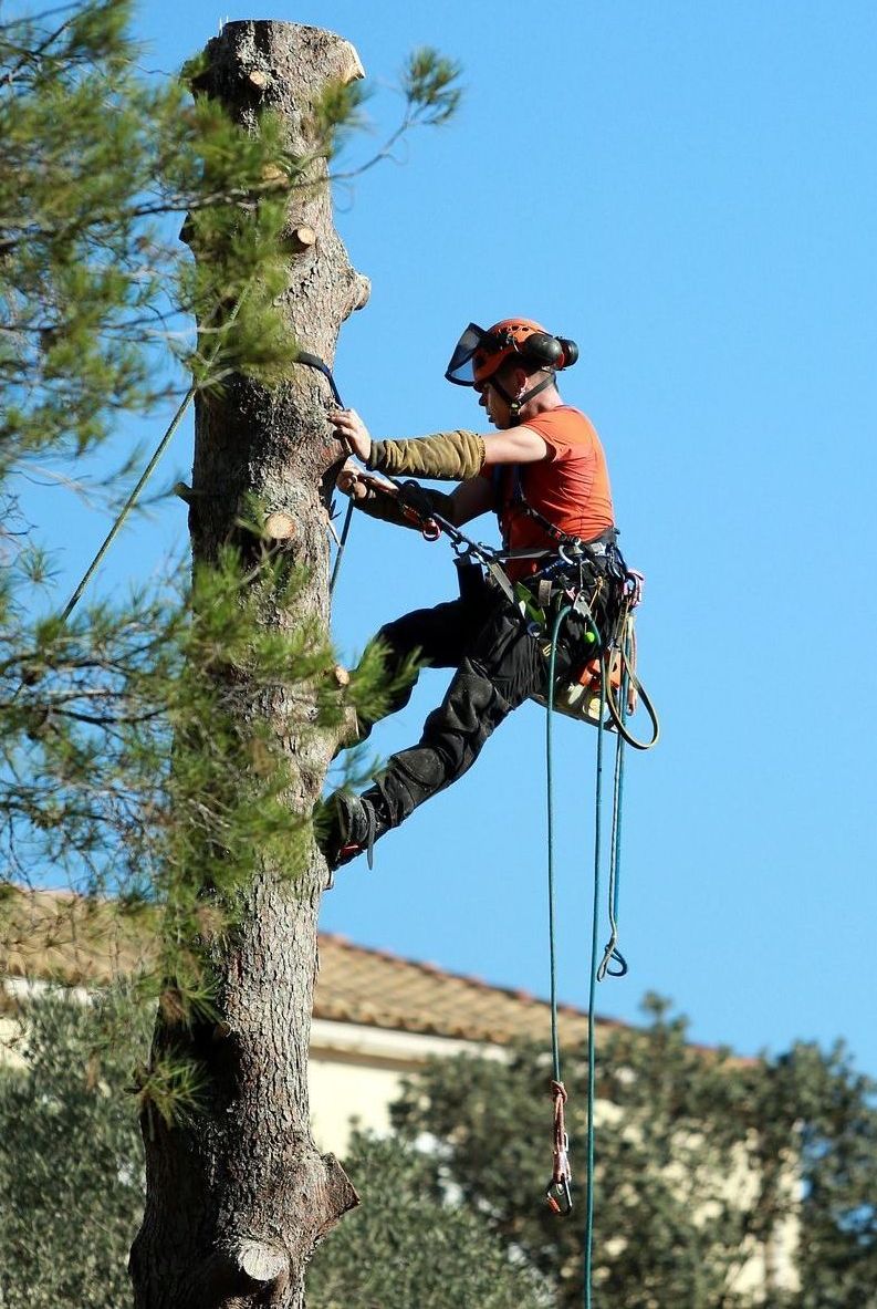 tree cutting