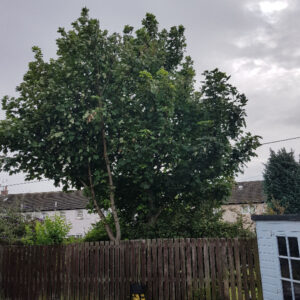 Sycamore Prune in Longstone Before