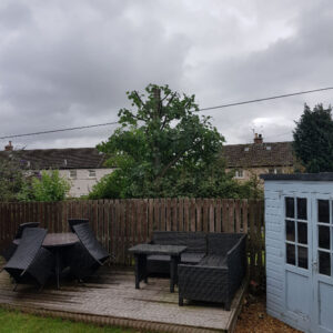 Sycamore Prune in Longstone After