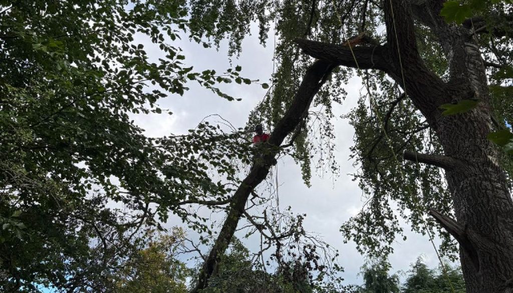 Emergency Tree Work, Blackhall, Edinburgh