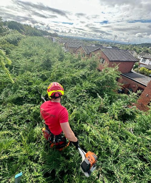 hedgeuse Hedge Cutting Edinburgh