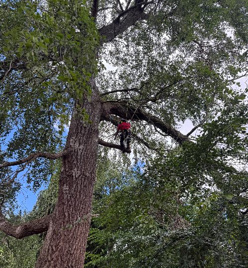 Tree Removal Edinburgh